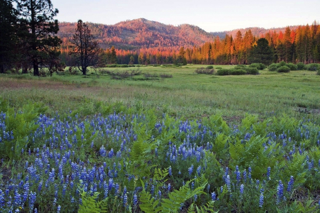 Yosemite Expansion