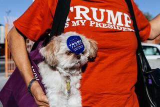 Sandi Steinbeck and her dog Teddybear attend a rally by Donald Trump Jr. at Ahern Manufacturing in Las Vegas, Nev. on Nov. 3, 2016.