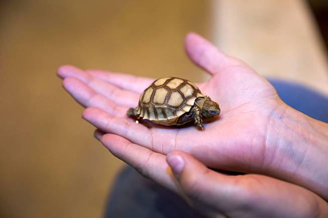A baby sulcata tortoise is displayed at SeaQuest Interactive Aquarium in the Boulevard Mall Sunday, Dec. 11, 2016. The 28,000 sq. ft. facility features aquatic life, reptiles and birds.