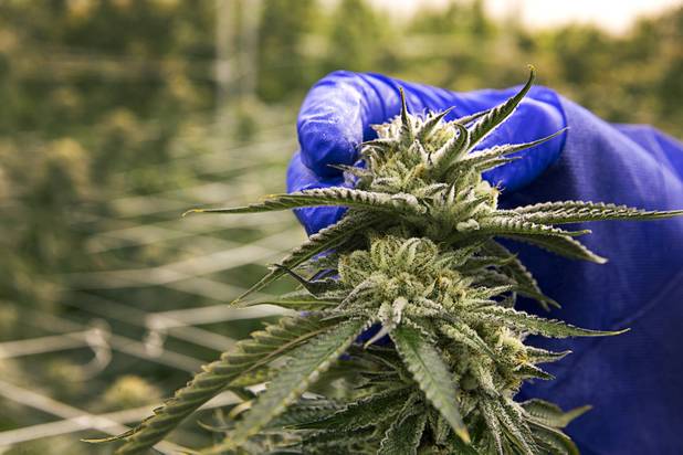 Armen Yemenidjian shows off a bud before a harvest at a Desert Grown Farms Cultivation Facility in Las Vegas, Dec. 15, 2016. 