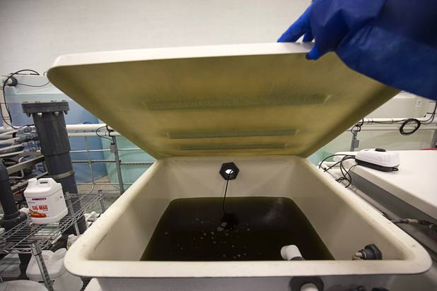 A vat containing a mixture of water and fertilizer is shown at a Desert Grown Farms Cultivation Facility in Las Vegas, Dec. 15, 2016. 