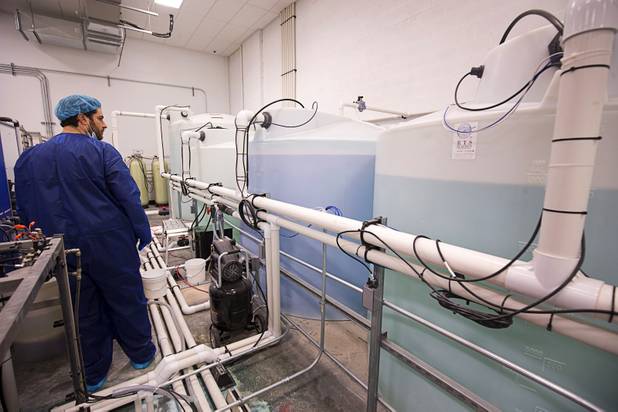 Armen Yemenidjian looks over a state-of-the-art water filtration and fertilizer system at a Desert Grown Farms Cultivation Facility in Las Vegas, Dec. 15, 2016. 