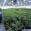 Desert Grown Farms Cultivation Facility