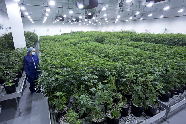 An employee looks over marijuana plants at a Desert Grown Farms Cultivation Facility in Las Vegas, Dec. 15, 2016. 