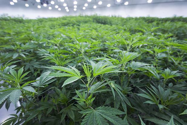 Marijuana plants are shown at a Desert Grown Farms Cultivation Facility in Las Vegas, Dec. 15, 2016. 