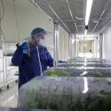 Desert Grown Farms Cultivation Facility