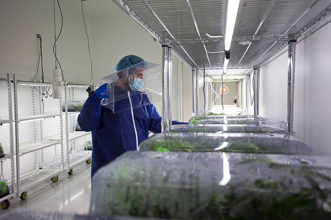 Armen Yemenidjian looks over cloned marijuana plants at a Desert Grown Farms Cultivation Facility in Las Vegas, Dec. 15, 2016. 