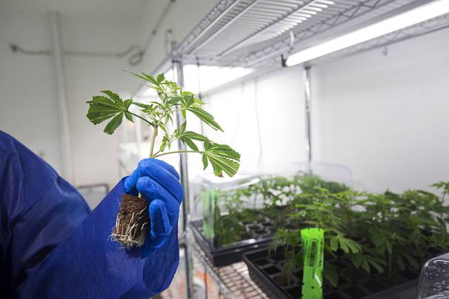 Armen Yemenidjian shows new roots on a cloned marijuana plant at a Desert Grown Farms Cultivation Facility in Las Vegas, Dec. 15, 2016. 