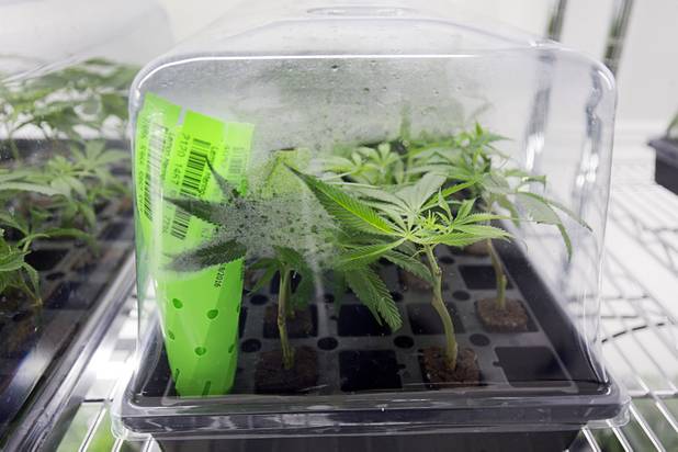 Marijuana cuttings are shown at a Desert Grown Farms Cultivation Facility in Las Vegas, Dec. 15, 2016. 