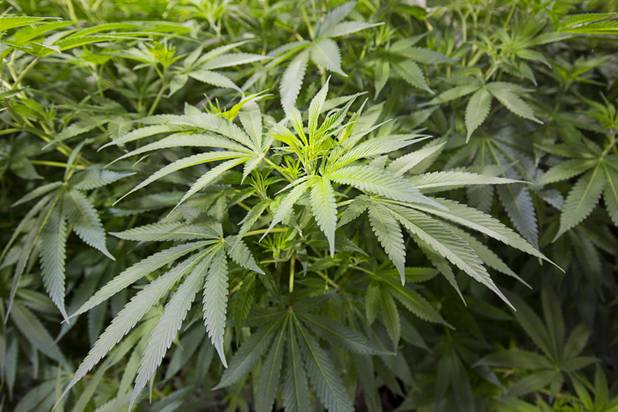 Marijuana plants are shown at a Desert Grown Farms Cultivation Facility in Las Vegas, Dec. 15, 2016. The company operates three medical marijuana dispensaries in the Las Vegas Valley.