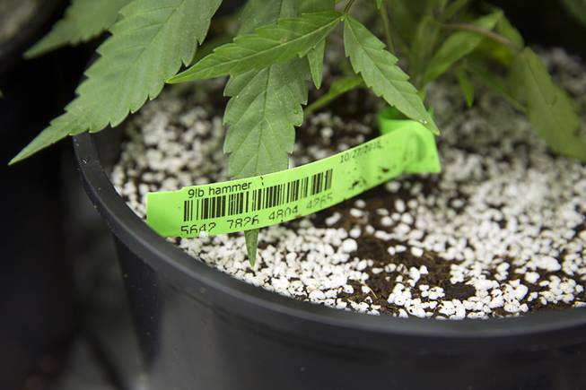 A marijuana plant called "9 lb. Hammer" is shown at a Desert Grown Farms Cultivation Facility in Las Vegas, Dec. 15, 2016. All the plants have labels with barcodes for identification.