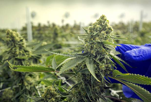 Armen Yemenidjian shows off a bud before a harvest at a Desert Grown Farms Cultivation Facility in Las Vegas, Dec. 15, 2016. 