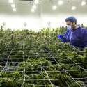 Desert Grown Farms Cultivation Facility