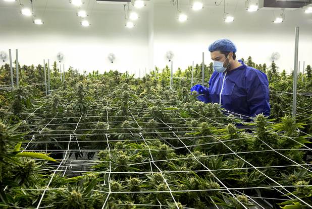 Armen Yemenidjian looks over marijuana plants before a harvest at a Desert Grown Farms Cultivation Facility in Las Vegas, Dec. 15, 2016. 