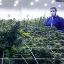 Desert Grown Farms Cultivation Facility
