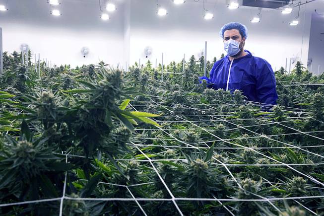 Armen Yemenidjian looks over marijuana plants before a harvest at a Desert Grown Farms Cultivation Facility in Las Vegas, Dec. 15, 2016. 