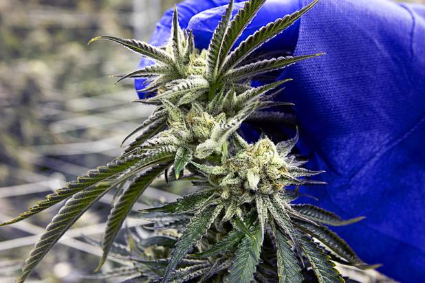 Armen Yemenidjian looks over marijuana plants before a harvest at a Desert Grown Farms Cultivation Facility in Las Vegas, Dec. 15, 2016. 