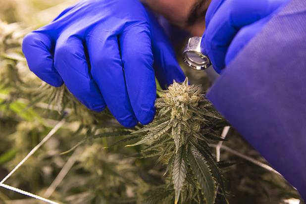 Armen Yemenidjian uses a magnifier to look a marijuana bud before a harvest at a Desert Grown Farms Cultivation Facility in Las Vegas, Dec. 15, 2016. 