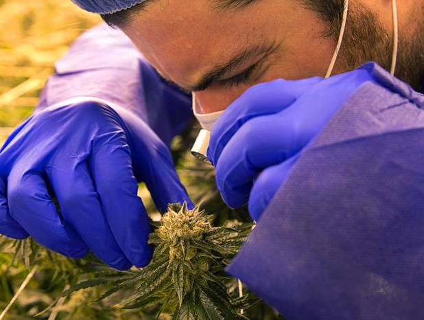 Armen Yemenidjian uses a magnifier to look a marijuana bud before a harvest at a Desert Grown Farms Cultivation Facility in Las Vegas, Dec. 15, 2016. 