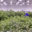Desert Grown Farms Cultivation Facility