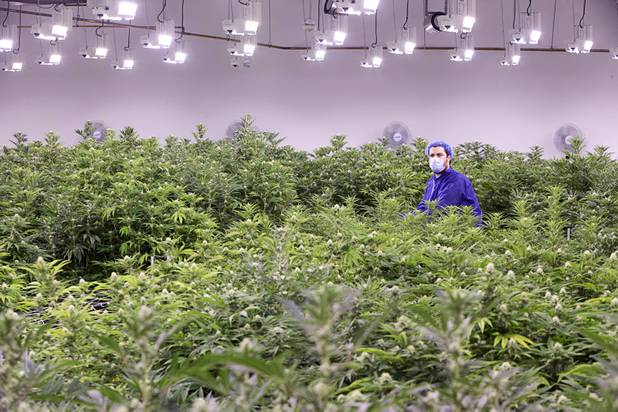Armen Yemenidjian stands among marijuana plants before a harvest at a Desert Grown Farms Cultivation Facility in Las Vegas, Dec. 15, 2016. 