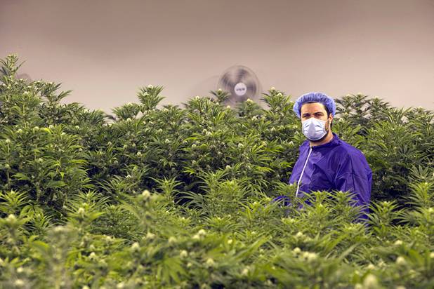 A view of the Desert Grown Farms Cultivation Facility in Las Vegas, Dec. 15, 2016. 