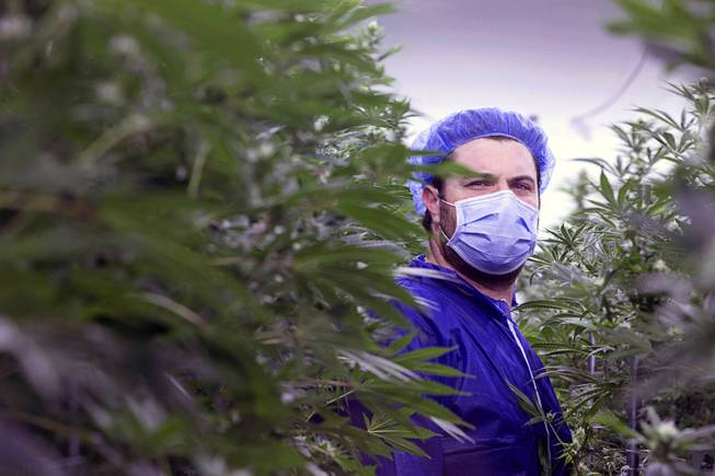 Armen Yemenidjian poses among marijuana plants at a Desert Grown Farms Cultivation Facility in Las Vegas, Dec. 15, 2016. 
