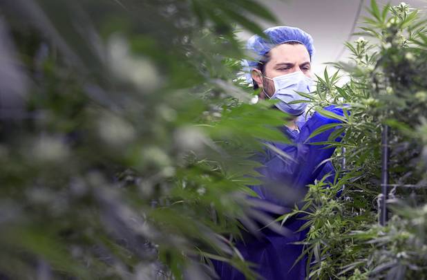 Armen Yemenidjian looks over marijuana plants at a Desert Grown Farms Cultivation Facility in Las Vegas, Dec. 15, 2016. 