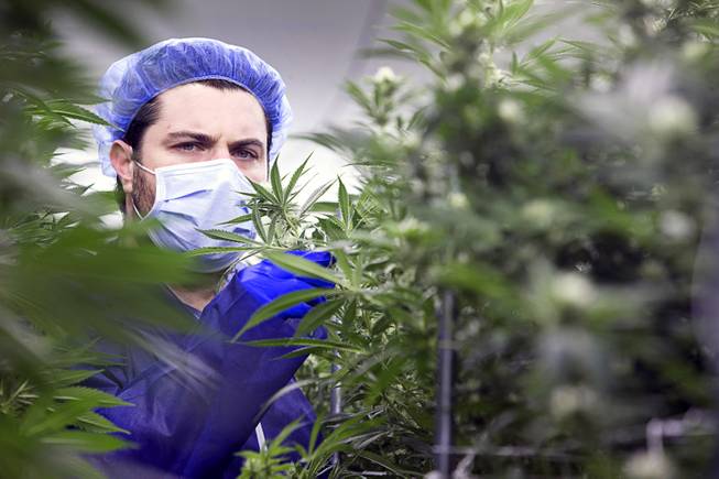 Armen Yemenidjian poses among marijuana plants at a Desert Grown Farms Cultivation Facility in Las Vegas, Dec. 15, 2016. 