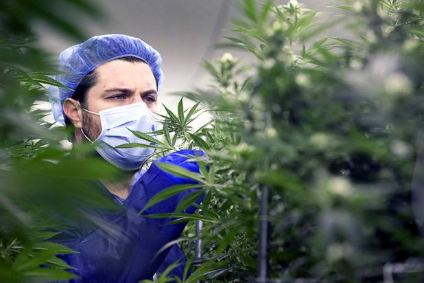 Armen Yemenidjian looks over marijuana plants at a Desert Grown Farms Cultivation Facility in Las Vegas, Dec. 15, 2016. 