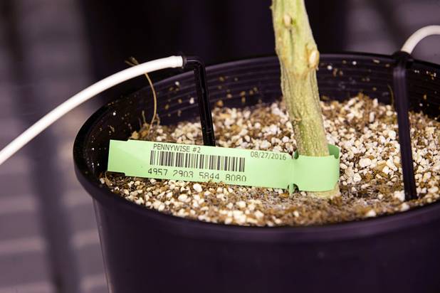 A marijuana strain called "Pennywise #2" is shown at a Desert Grown Farms Cultivation Facility in Las Vegas, Dec. 15, 2016. The plants have labels with barcodes for easy identification.