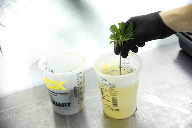 An employee prepares a cutting from a plant at a Desert Grown Farms Cultivation Facility in Las Vegas, Dec. 15, 2016. 