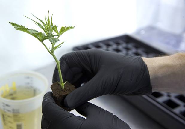 A cutting is shown at a Desert Grown Farms Cultivation Facility in Las Vegas, Dec. 15, 2016. 