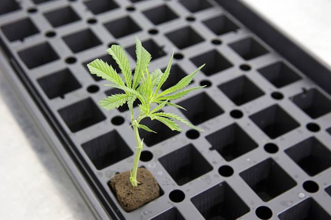 A cutting is shown at a Desert Grown Farms Cultivation Facility in Las Vegas, Dec. 15, 2016. 