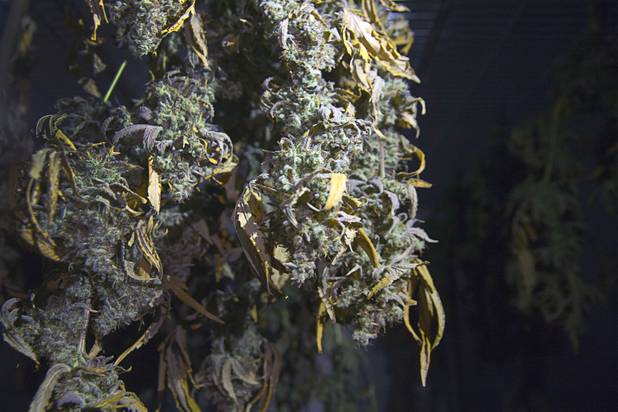Marijuana plants dry in darkness in a Desert Grown Farms Cultivation Facility in Las Vegas, Dec. 15, 2016. 