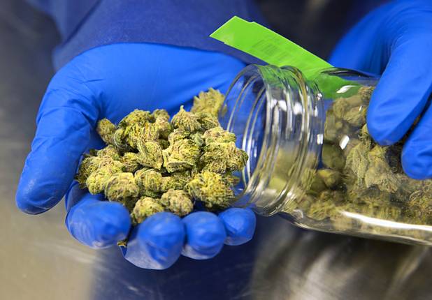 Trimmed "White Bubba" marijuana buds are displayed at a Desert Grown Farms Cultivation Facility in Las Vegas, Dec. 15, 2016. 