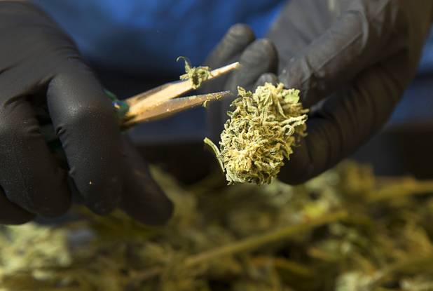 A worker trims a marijuana bud at a Desert Grown Farms Cultivation Facility in Las Vegas, Dec. 15, 2016. This plant will be used for cannabidiol (CBD) oil, he said.