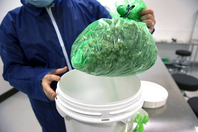 A bulk bag of marijuana buds is displayed at a Desert Grown Farms Cultivation Facility in Las Vegas, Dec. 15, 2016. 