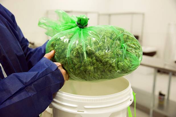 A bulk bag of marijuana buds is displayed at a Desert Grown Farms Cultivation Facility in Las Vegas, Dec. 15, 2016. 