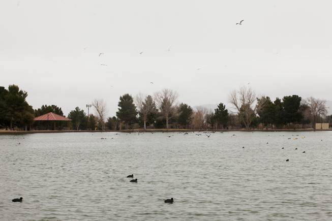 Birds are seen flying over the pond at Sunset Park ...