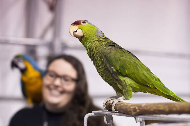 A parrot from S.W.E.A.R. (SouthWest Exotic Avian Rescue) poses for a photo during the annual Pet Expo at the World Market Pavilion, Saturday, Feb. 11, 2017.