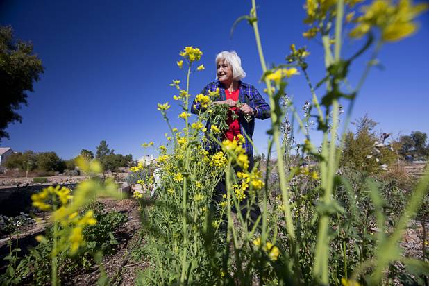 Glenda Bona, chair of the herb committee, pulls out flowering mustard greens in the Master Gardener Herb Garden at the University of Nevada Cooperative Extension, 8050 Paradise Rd., Wednesday, Feb. 22, 2017. .