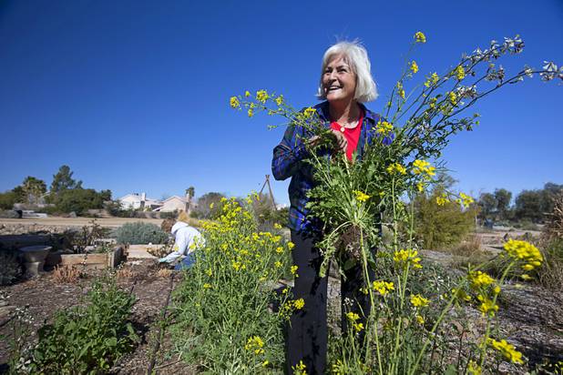 Glenda Bona, chair of the herb committee, pulls out flowering mustard greens and arugula plants in the Master Gardener Herb Garden at the University of Nevada Cooperative Extension, 8050 Paradise Rd., Wednesday, Feb. 22, 2017. .