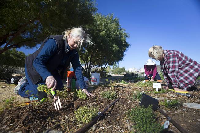 Master Gardeners, including Alicia Braswell, left, tend to the Master Gardener Herb Garden at the University of Nevada Cooperative Extension, 8050 Paradise Rd., Wednesday, Feb. 22, 2017.