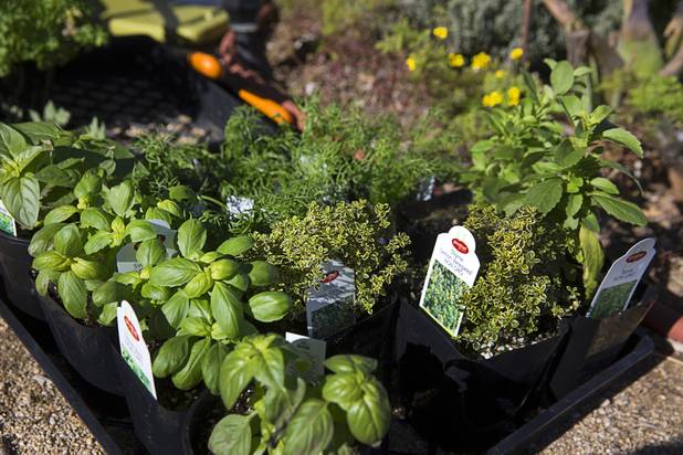 Herbs are ready to be transplanted in the Master Gardener's Herb Garden at the University of Nevada Cooperative Extension, 8050 Paradise Rd., Wednesday, Feb. 22, 2017.