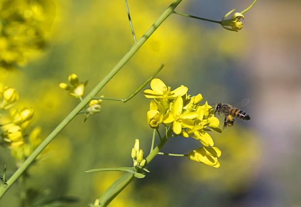 A bee is shown by Japanese mustard greens at the University of Nevada Cooperative Extension, 8050 Paradise Rd., Wednesday, Feb. 22, 2017. .