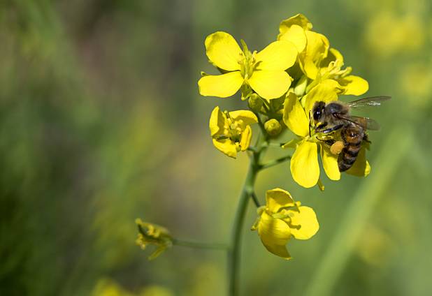 A bee is shown on Japanese mustard greens at the University of Nevada Cooperative Extension, 8050 Paradise Rd., Wednesday, Feb. 22, 2017. .