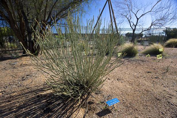 A Rush Milkweed plant is shown at the University of Nevada Cooperative Extension, 8050 Paradise Rd., Wednesday, Feb. 22, 2017. Milkweed plants are important for the Monarch butterflies because their caterpillars eat only milkweed plants. .