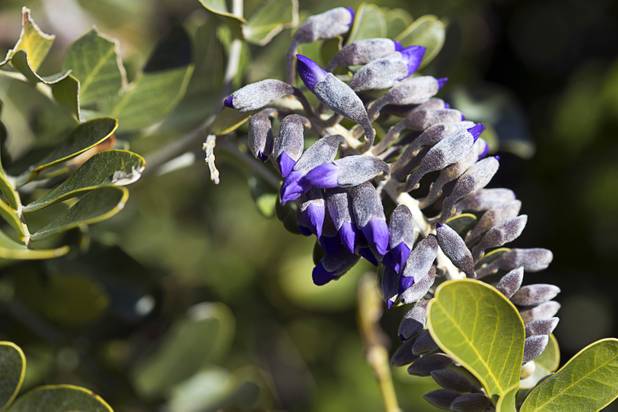 Flower buds are shown on a Texas Mountain Laurel, also known as a Mescal bean, at the University of Nevada Cooperative Extension, 8050 Paradise Rd., Wednesday, Feb. 22, 2017. .