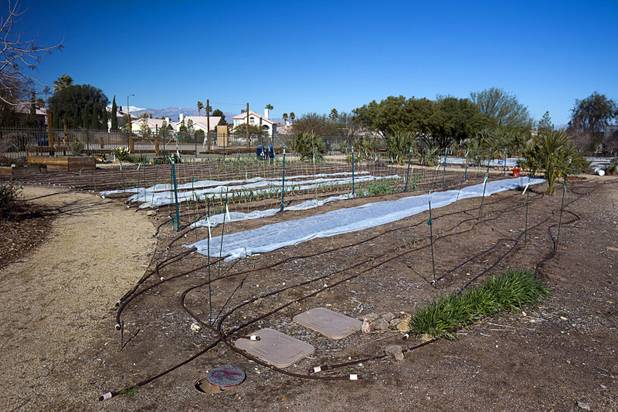 A view of row covers in a vegetable garden at the University of Nevada Cooperative Extension, 8050 Paradise Rd., Wednesday, Feb. 22, 2017. .